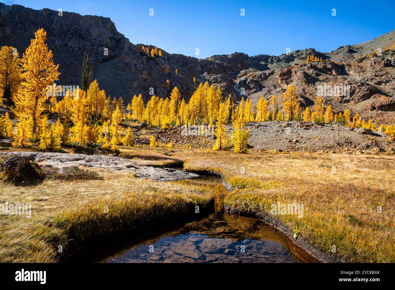 WA25819-00...WASHINGTON - piccolo torrente che attraversa un prato lungo l'Ingalls Way Trail, Alpine Lakes Wilderness. Foto Stock