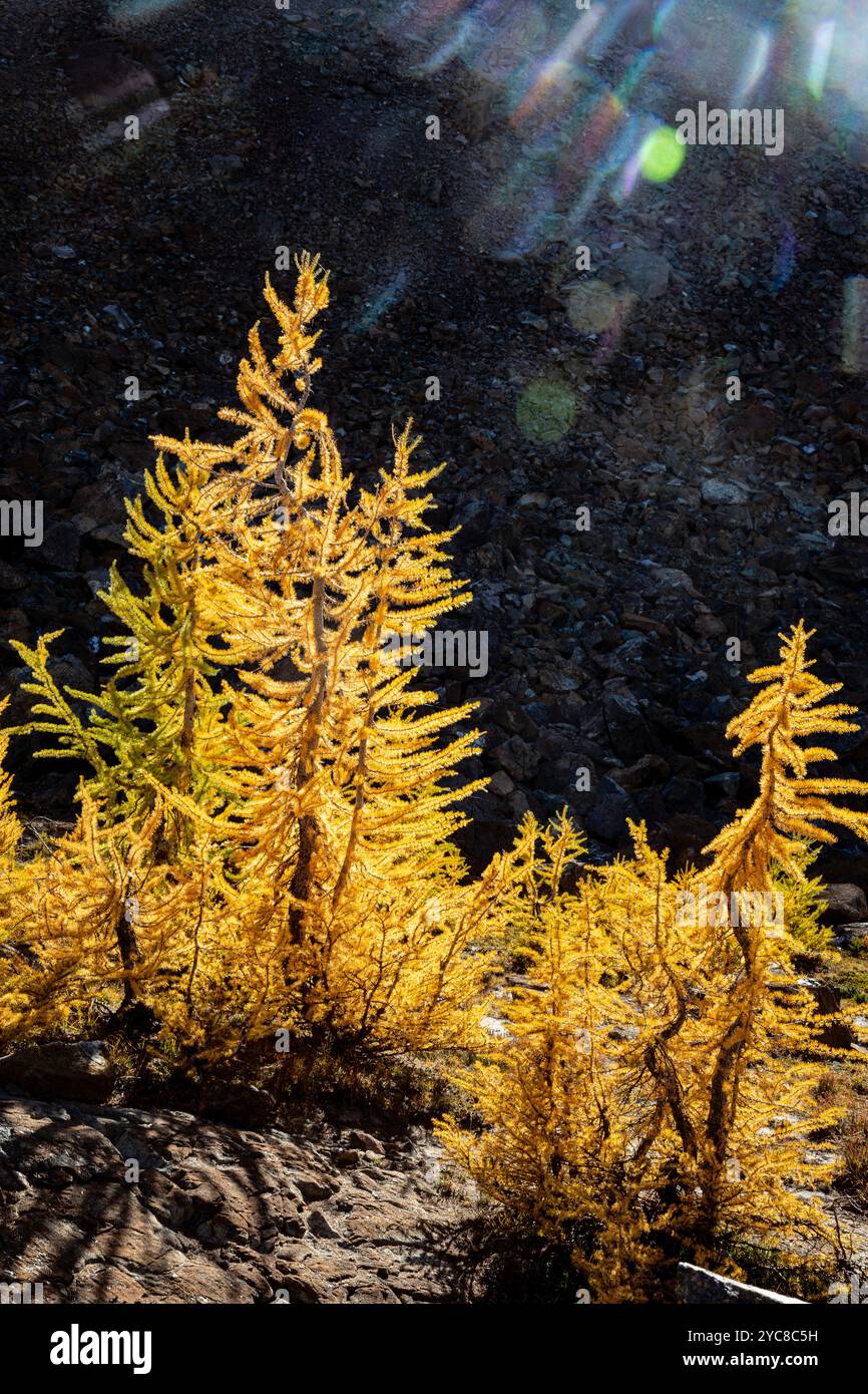 WA25860-00...WASHINGTON - raggi di sole e larice nei colori autunnali lungo Ingalls Way nella Alpine Lakes Wilderness. Foto Stock