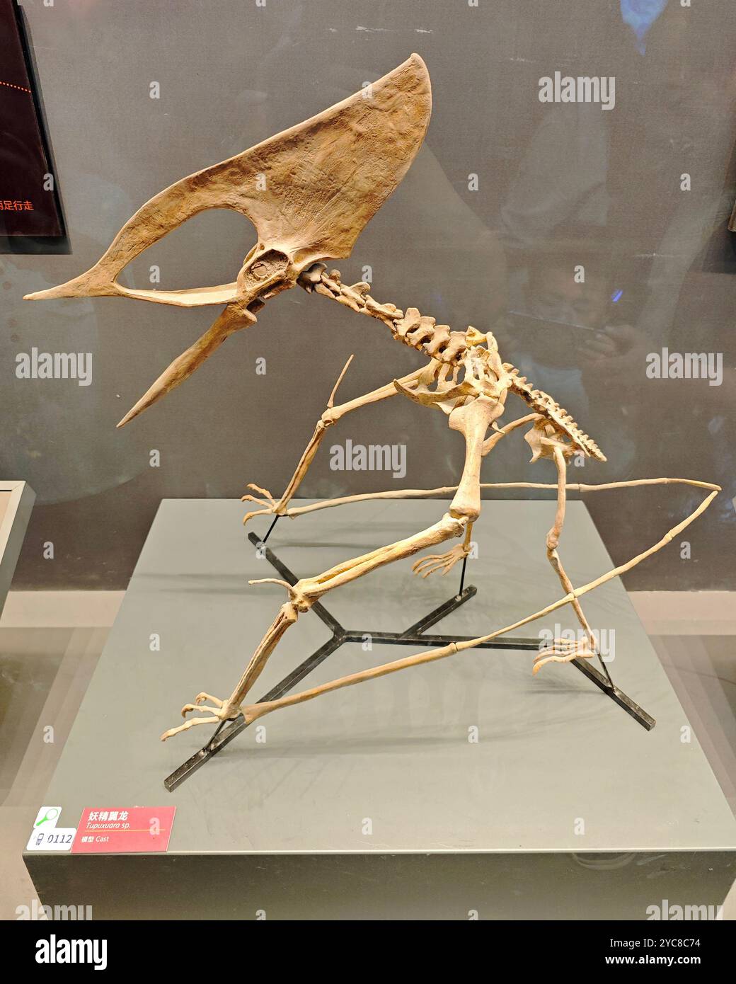 TIANJIN, CINA - 4 OTTOBRE 2024 - Uno scheletro fossile di uno pterosauro goblin è esposto al National Maritime Museum di Tianjin, Cina, 4 ottobre, Foto Stock