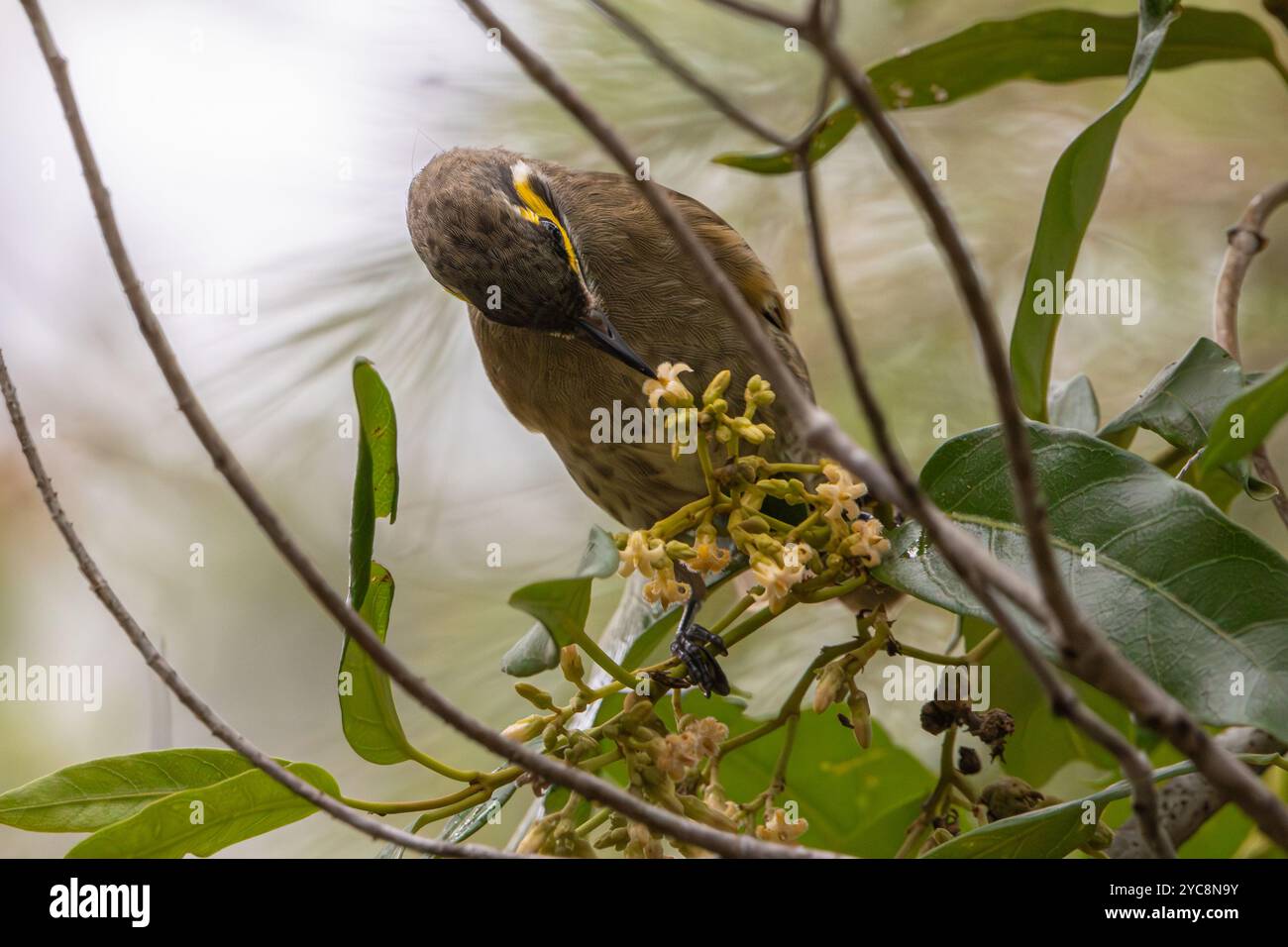 Un Honeyeater dalla faccia gialla appollaiato e nutrito Foto Stock