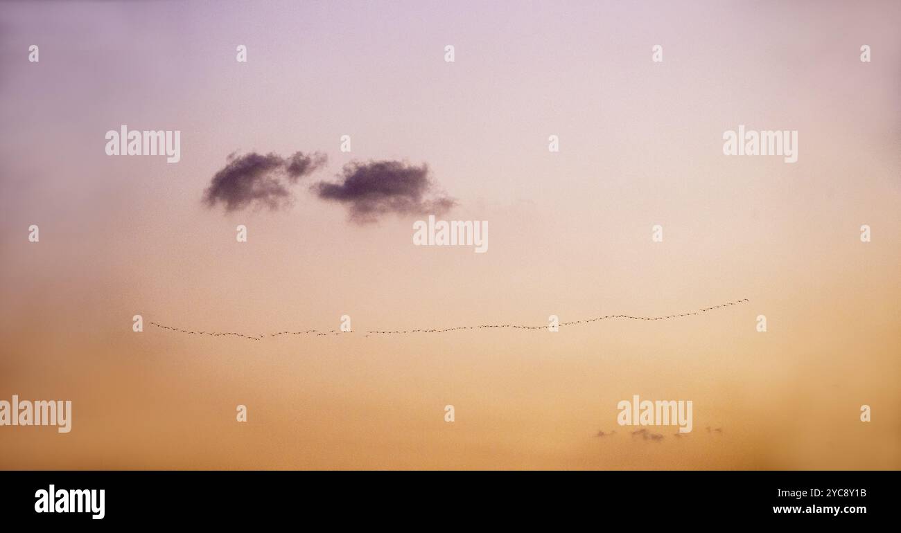 Le anatre volano a Tel Aviv, al tramonto. Bellezza della natura (gli uccelli volano durante le vacanze di Natale) Foto Stock