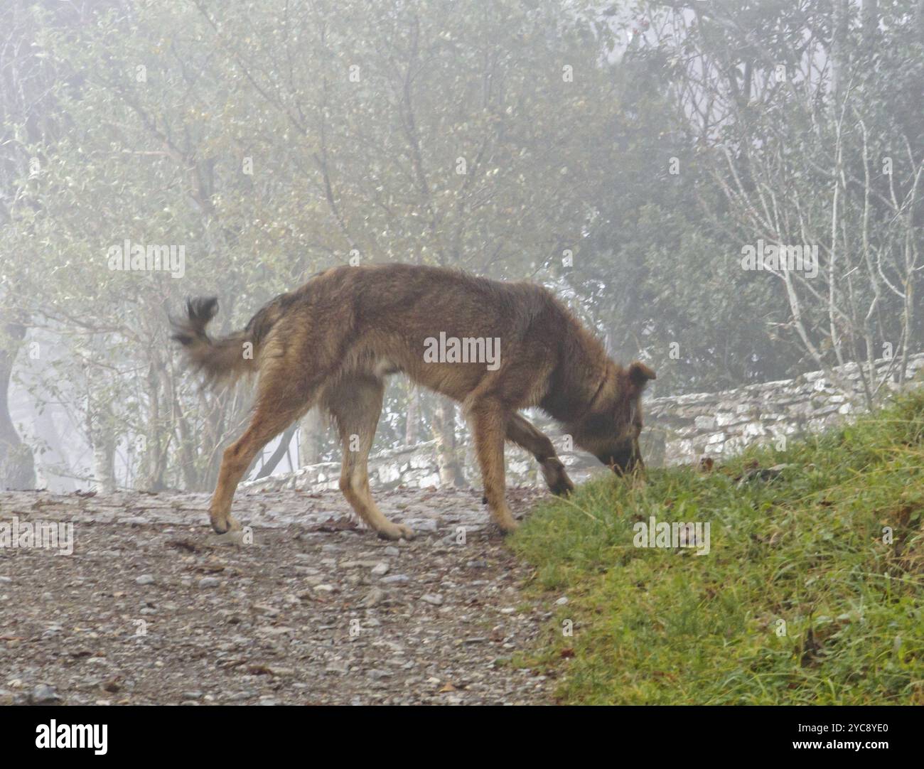 Annusare il cane pastore tedesco in una mattinata nebbiosa, o'Cebreiro, Galizia, Spagna, Europa Foto Stock