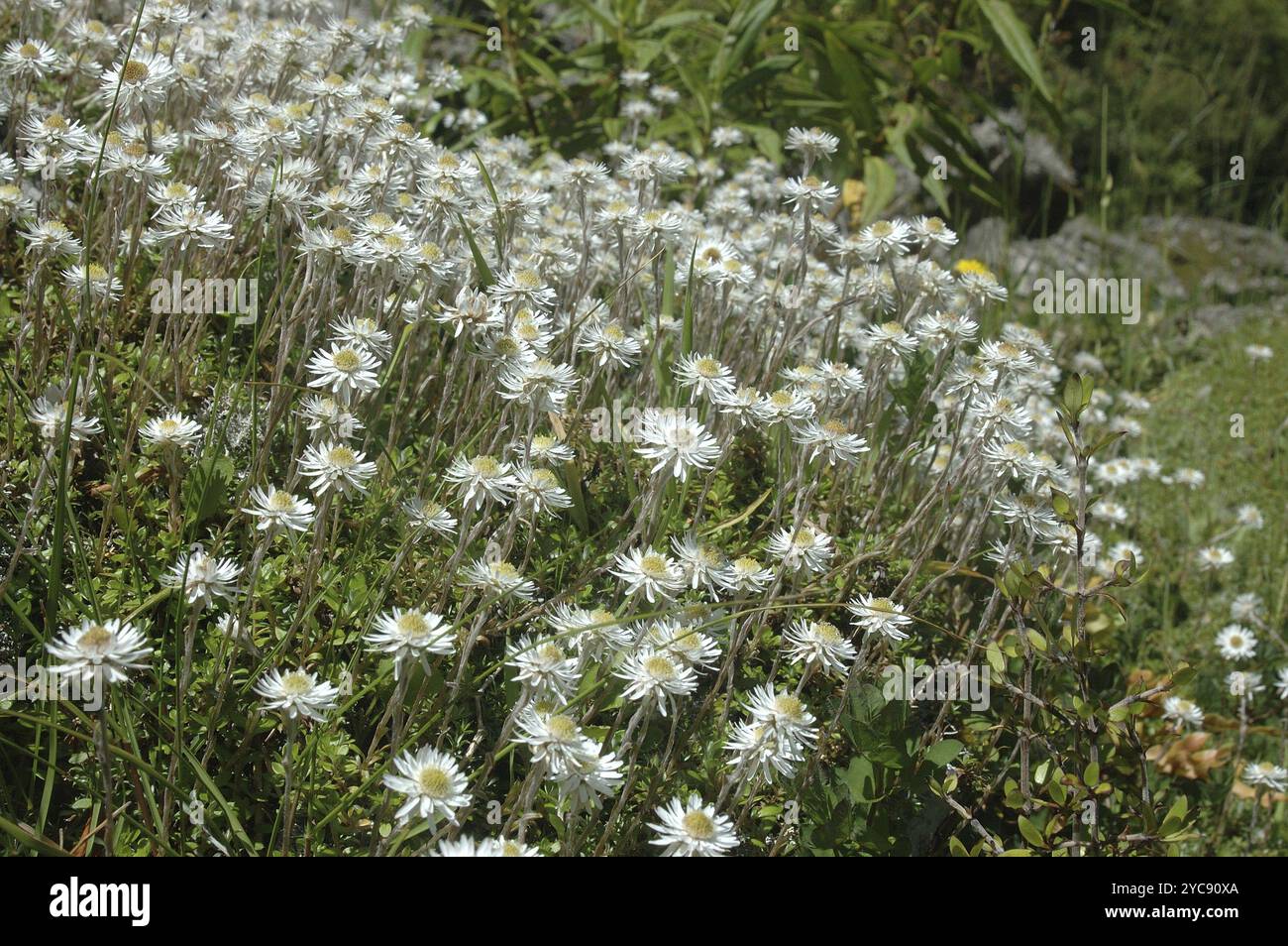 Margherite eterna della nuova Zelanda, leccidiodi Helichrysum o campanelle di inferno Foto Stock