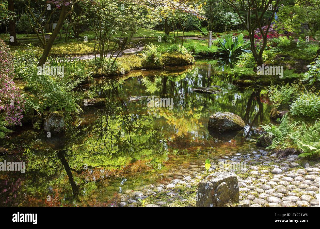 Idilliaco giardino giapponese a l'Aia. Laghetto e riflessi . Azalea in fiore, fine maggio! Foto Stock