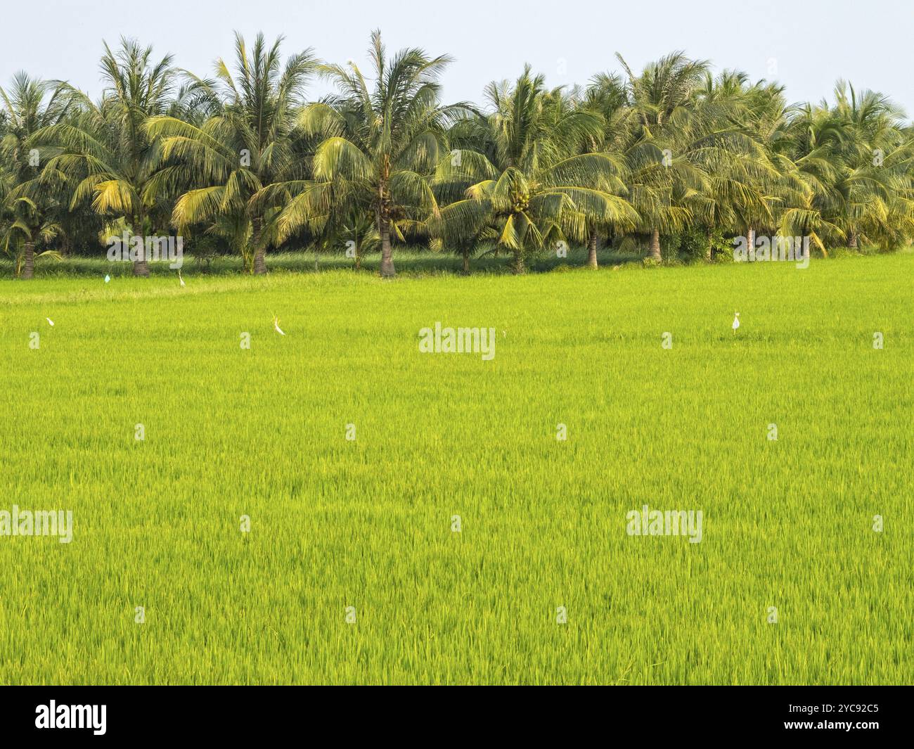 Lussureggiante risaia verde nel delta del fiume Mekong, tra Vinh, Vietnam, Asia Foto Stock