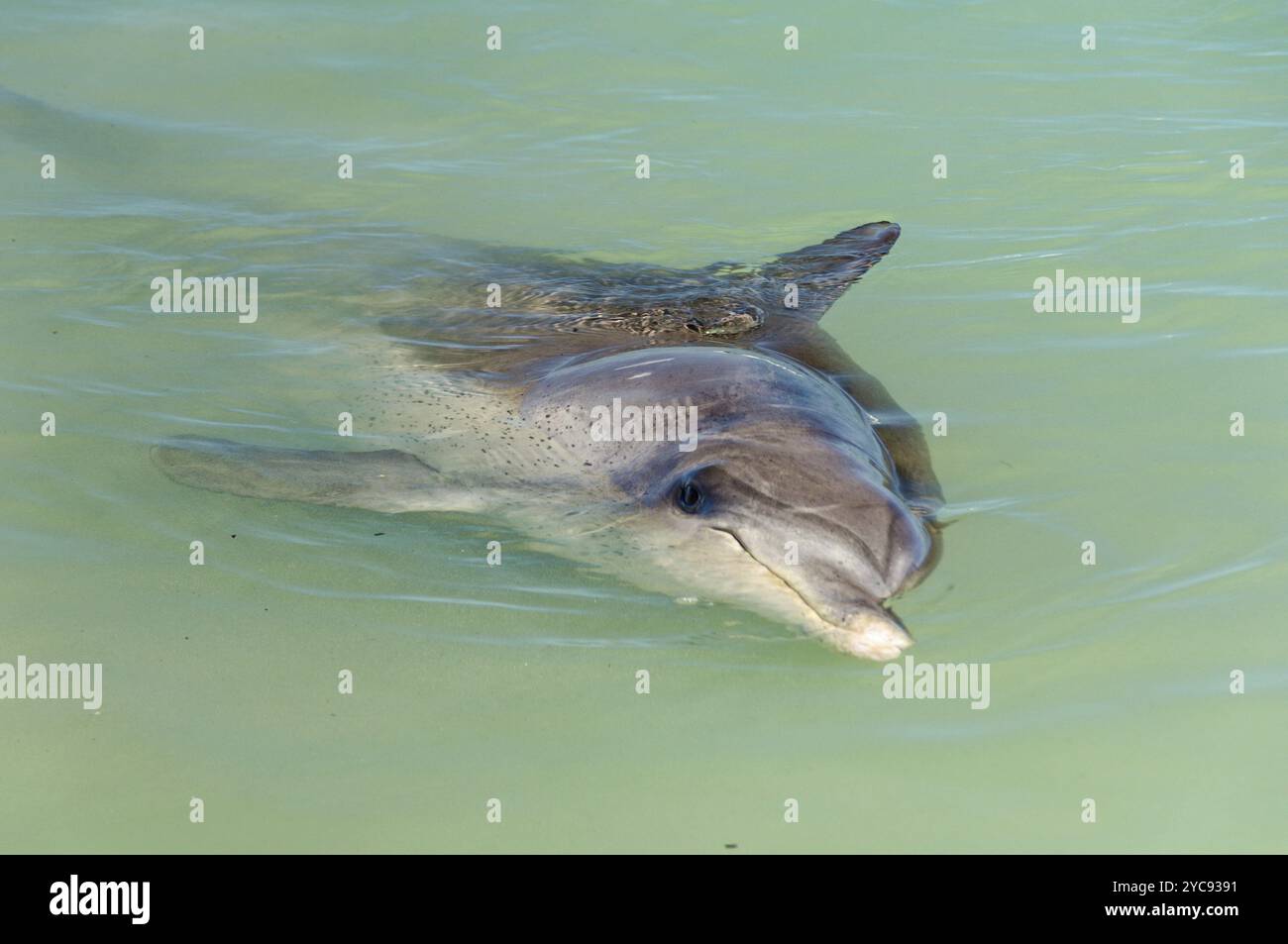 Un curioso delfino nelle acque poco profonde della spiaggia, Monkey mia, WA, Australia, Oceania Foto Stock
