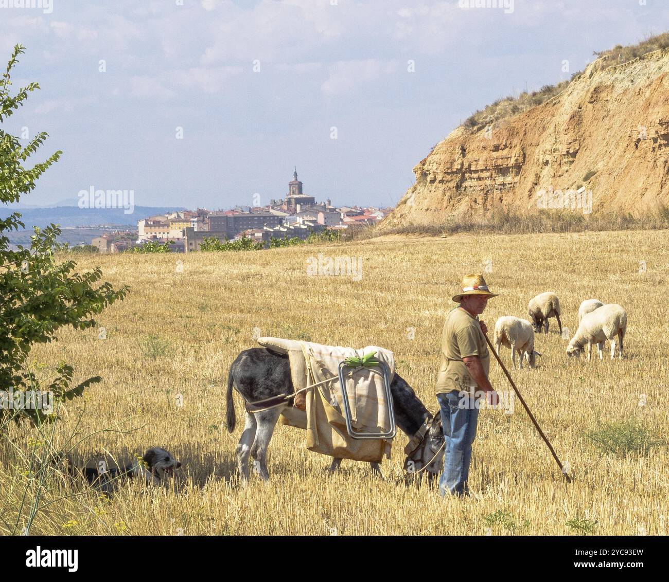 Pastore con il suo cane, asino e pecore, Viana, Navarra, Spagna, 7 settembre 2014, Europa Foto Stock