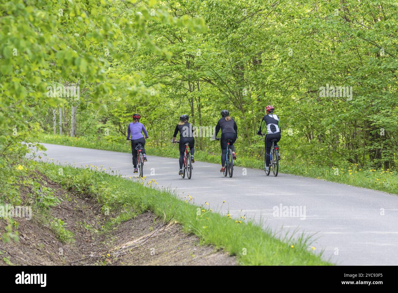 I ciclisti su strada in una foresta in estate Foto Stock