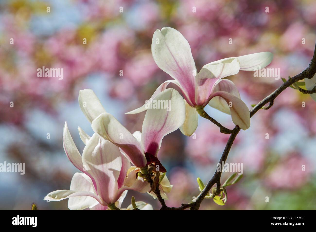 Bella combinazione di fiori di magnolia rosa chiaro e fiori di ciliegio rosa sullo sfondo in giardino giapponese a Kaiserslautern al 21 aprile Foto Stock