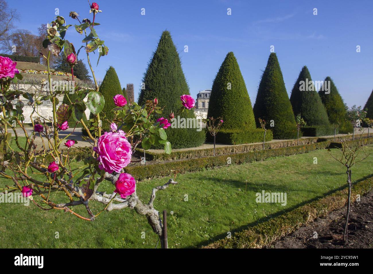 Incredibile rosa cespuglio nella tenuta Nazionale di Saint-Claud. Meravigliosa giornata di sole a parigi (autunno) Foto Stock