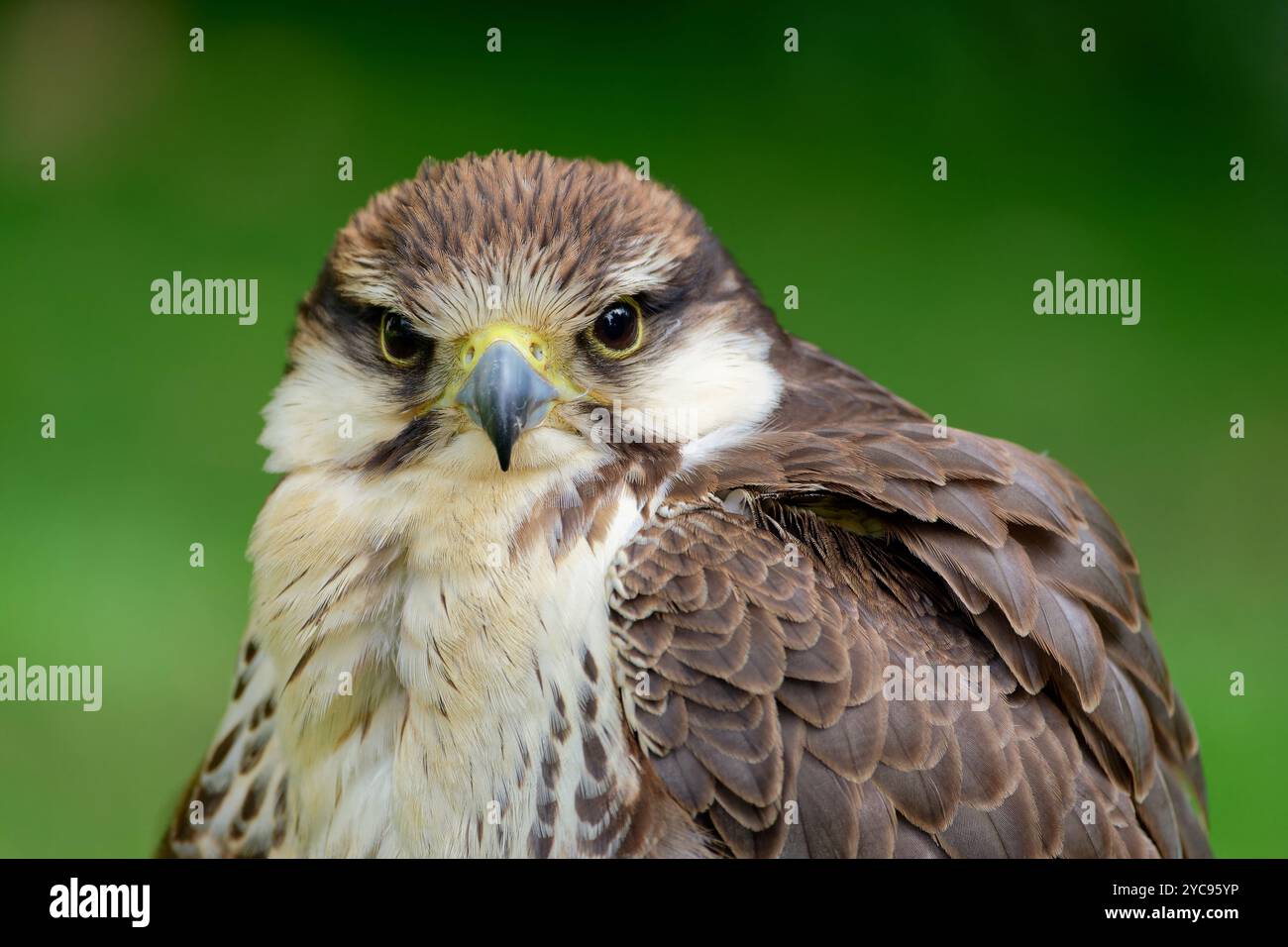 Trabaccolo Falcon Foto Stock