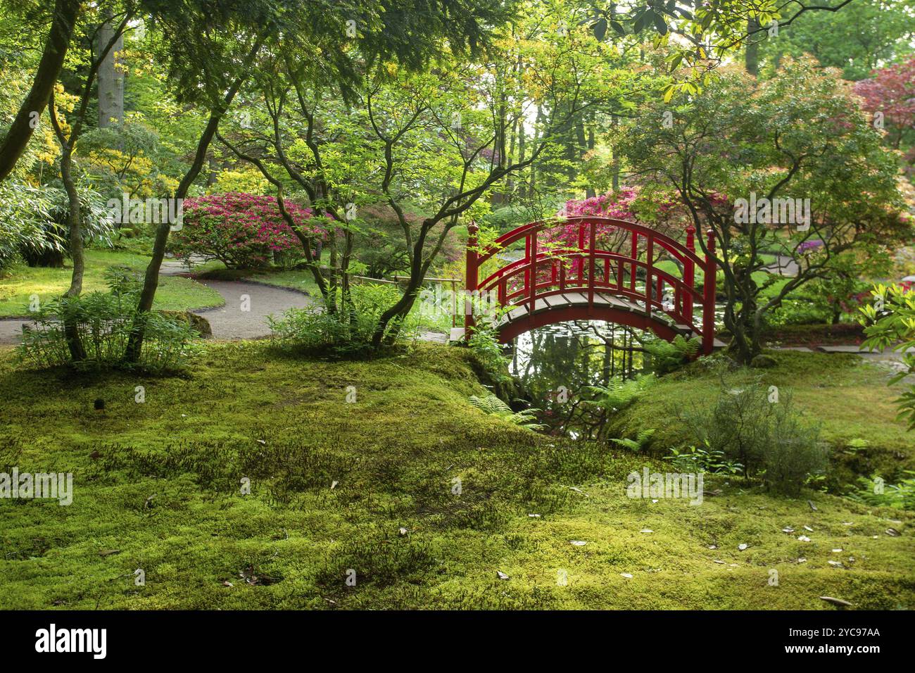 Idilliaco giardino giapponese a l'Aia. Laghetto e riflessi . Azalea in fiore, fine maggio! Foto Stock