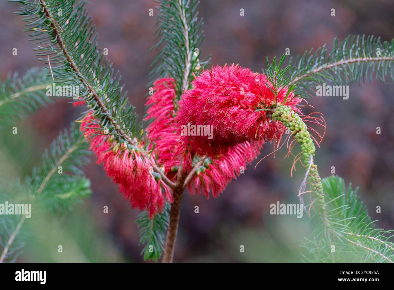 Calothamnus Quadrifidus Foto Stock