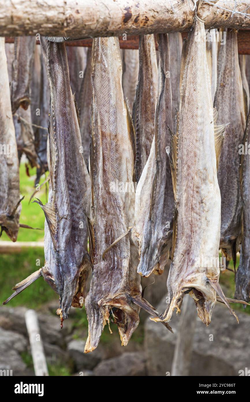 Stoccafisso all'aperto di essiccazione su un rack Foto Stock