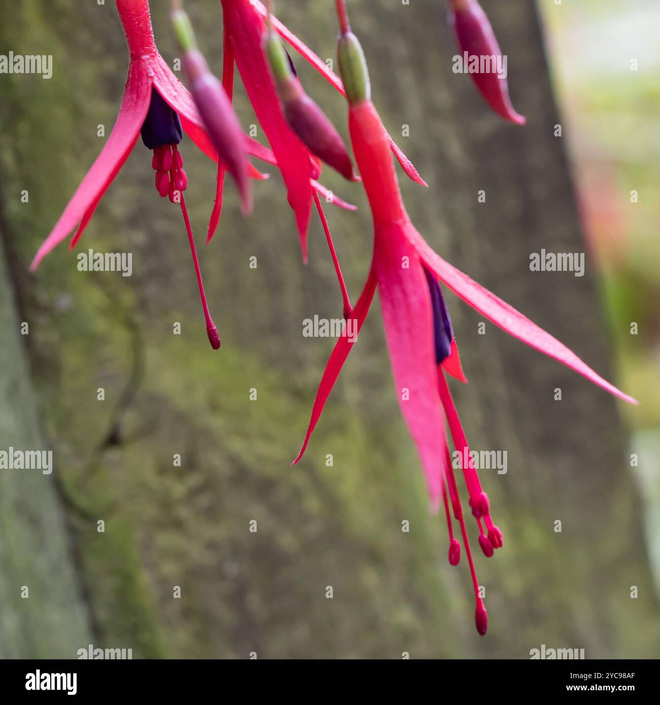 Testa fucsia sospesa Foto Stock