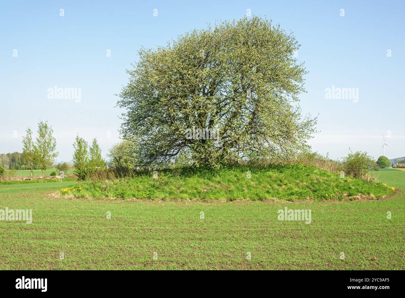 Campo seminato con un singolo albero in un paesaggio rurale Foto Stock
