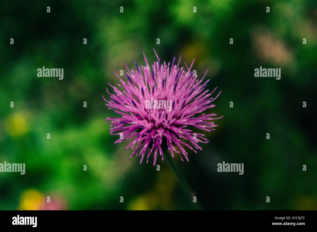 Primo piano di un vivace fiore di cardo viola su sfondo verde sfocato in un ambiente naturale all'aperto Foto Stock