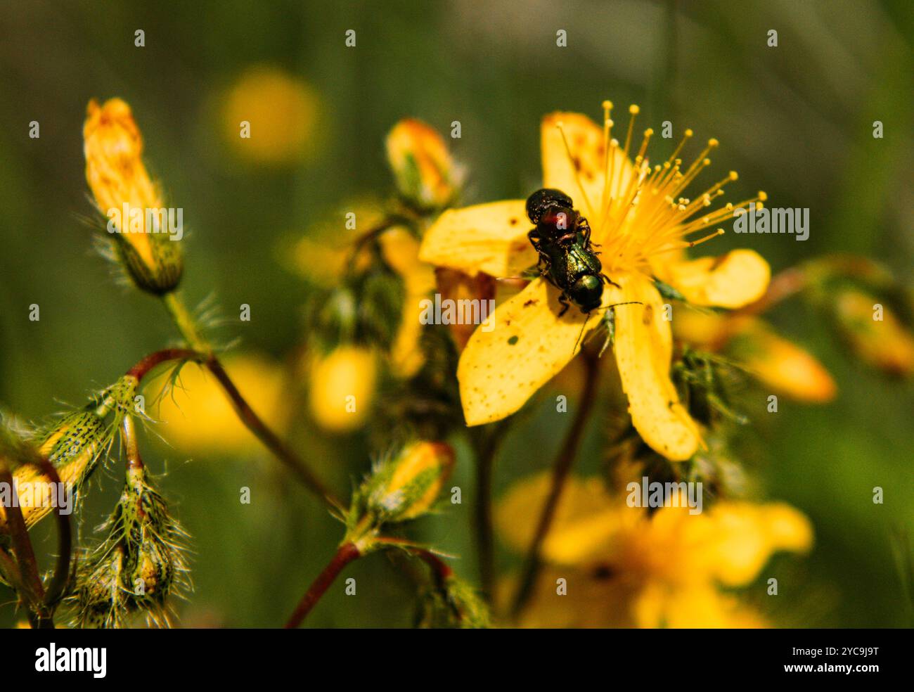 Foto macro di due coleotteri che si accoppiano su un fiore giallo brillante in un prato naturale Foto Stock