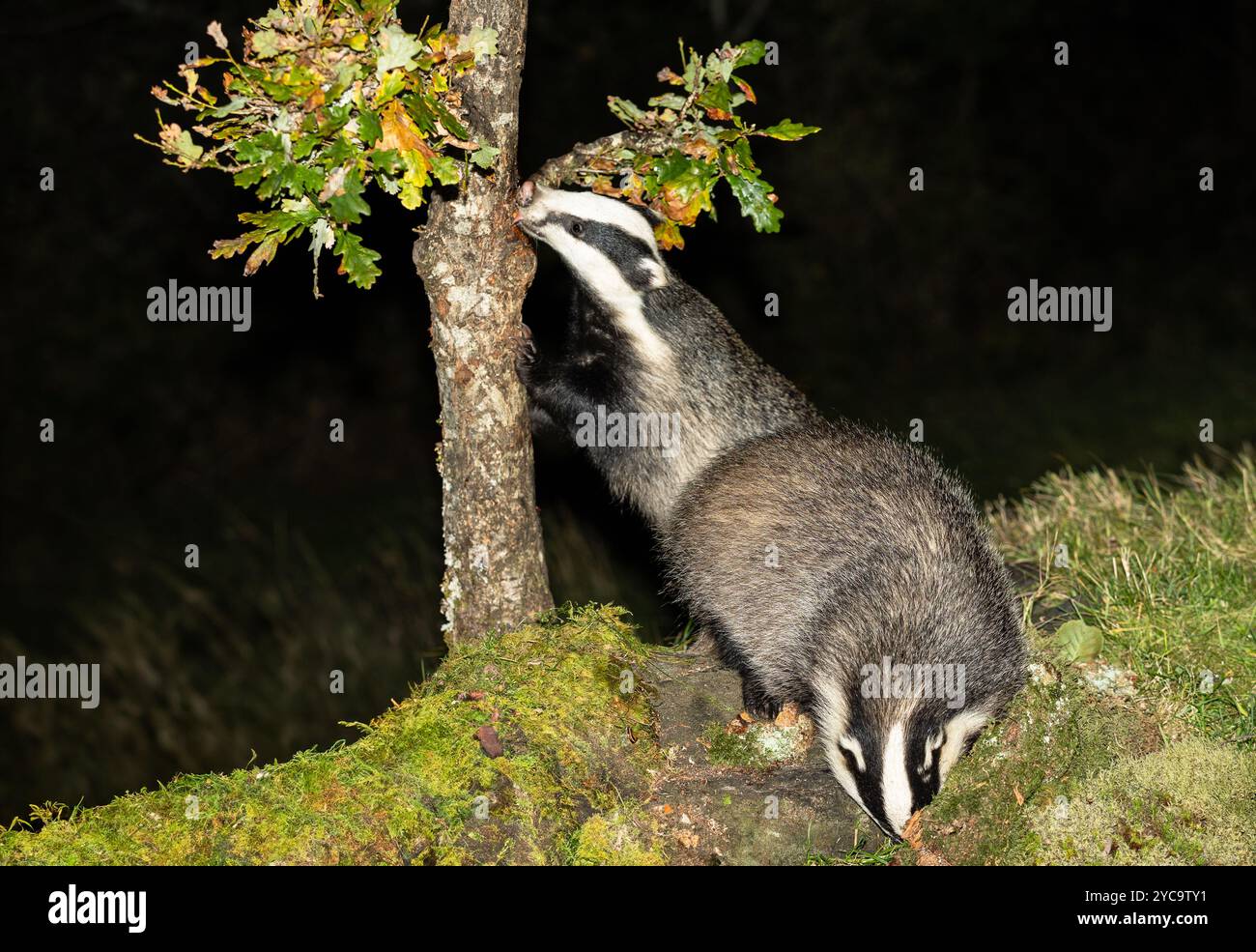 Badgers, nome scientifico: Meles Meles. Due tassi selvatici nativi europei in autunno, uno in un albero e l'altro sotto i tronchi di muschio. Ciao scozzese Foto Stock