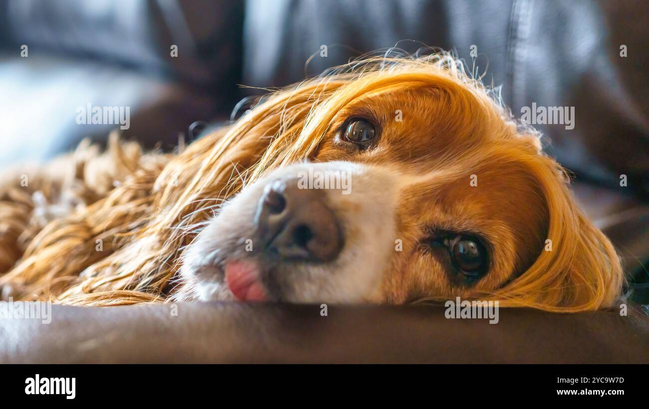 Un cane coccolato sdraiato su un divano. Foto Stock