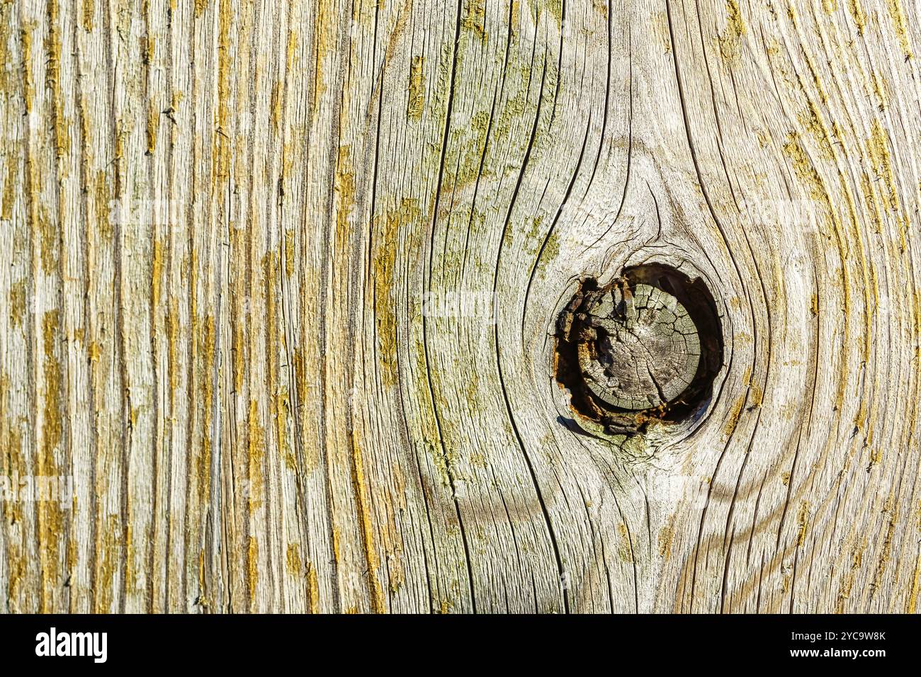 Un nodo di legno sulla superficie di una tavola intemprata. Foto Stock
