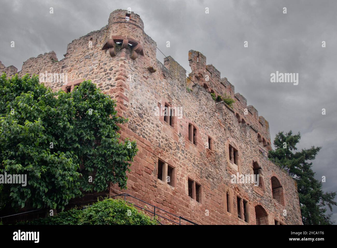 Rovine del castello di Kintzheim, costruito nel XII secolo. BAS-Rhin Foto Stock