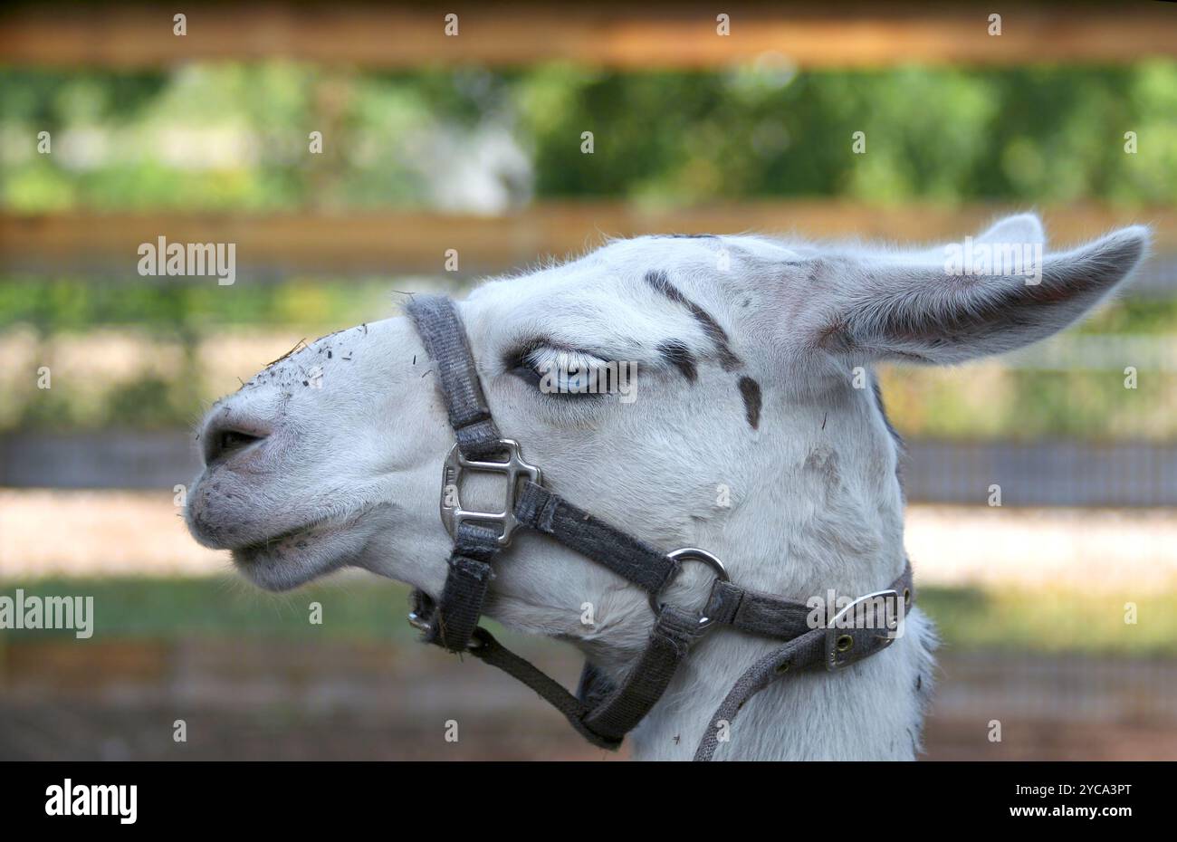 Ritratto di un lama con guinzaglio e occhi azzurri a Coal Valley, Illinois, USA Foto Stock