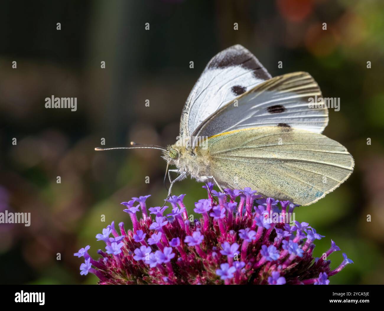 Una grande farfalla bianca femminile, (Pieris brassicae), che si alimenta da un fiore di Verbena Foto Stock