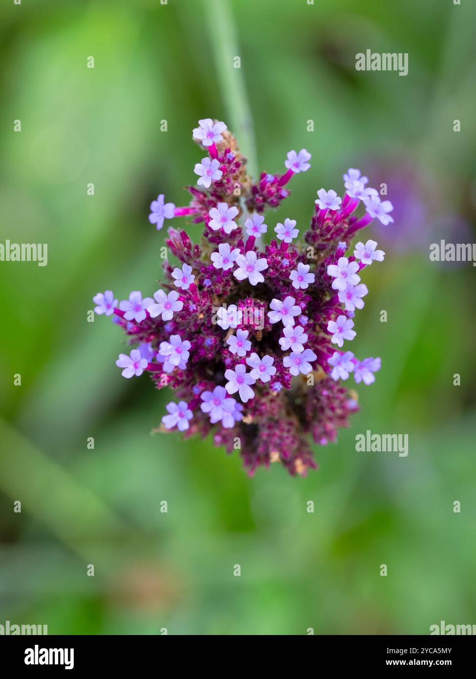 Un primo piano della testa del fiore o un fiore di Verbena viola Foto Stock
