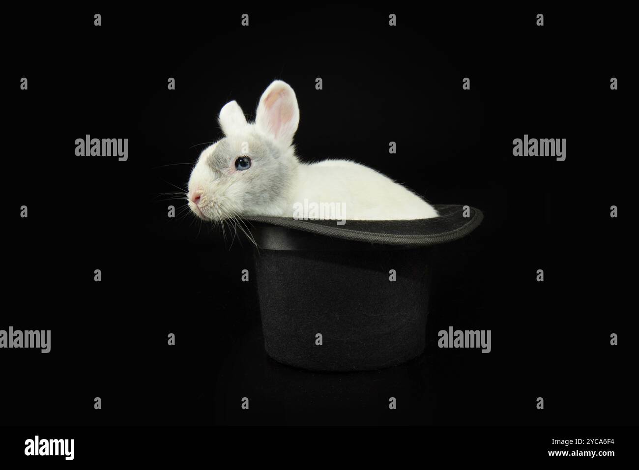 Il coniglio bianco sbircia da un cappello nero che celebra halloween, il carnevale o il nuovo anno. Isolato su sfondo nero Foto Stock