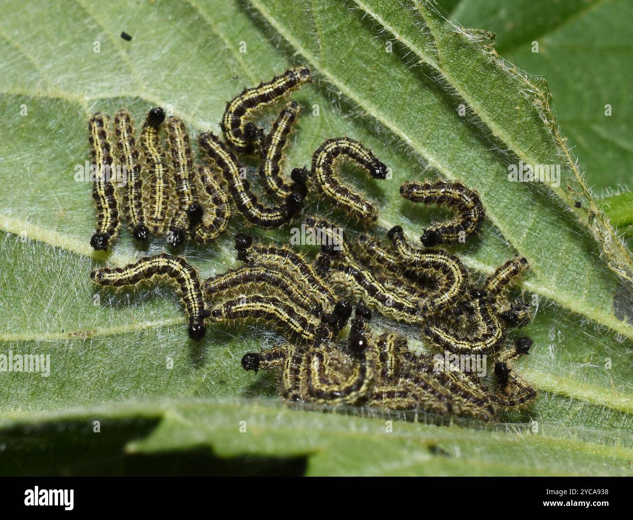 Larve di farfalla di tartaruga Aglais orticae che mangiano su foglie di ortica pungente Foto Stock