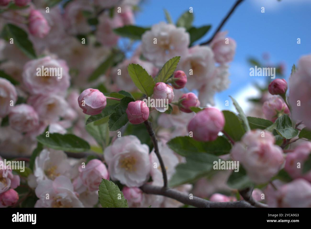 Fiori di mele di granchio (Malus ioensis) contro un cielo blu Foto Stock