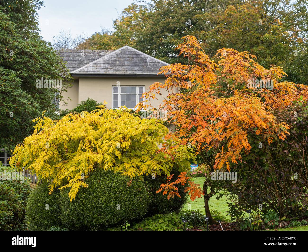 Colore arancione autunnale di Koelreuteria paniculata e giallo K.P. "Coral Sun" presso The Garden House, Devon, Regno Unito Foto Stock