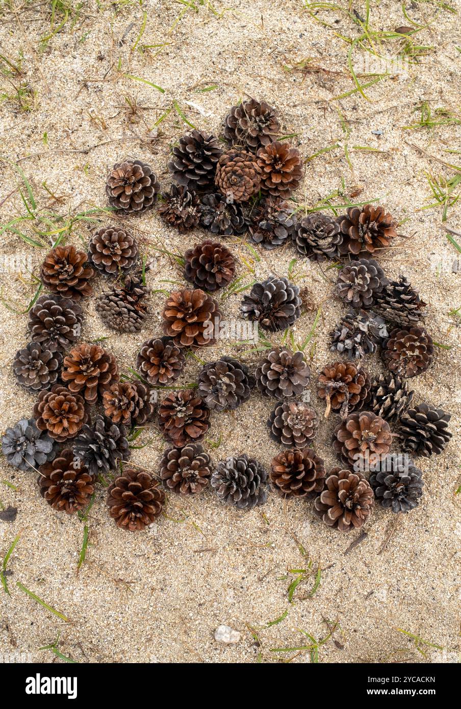 Coni di pino sull'isola di Naoshima in Giappone Foto Stock