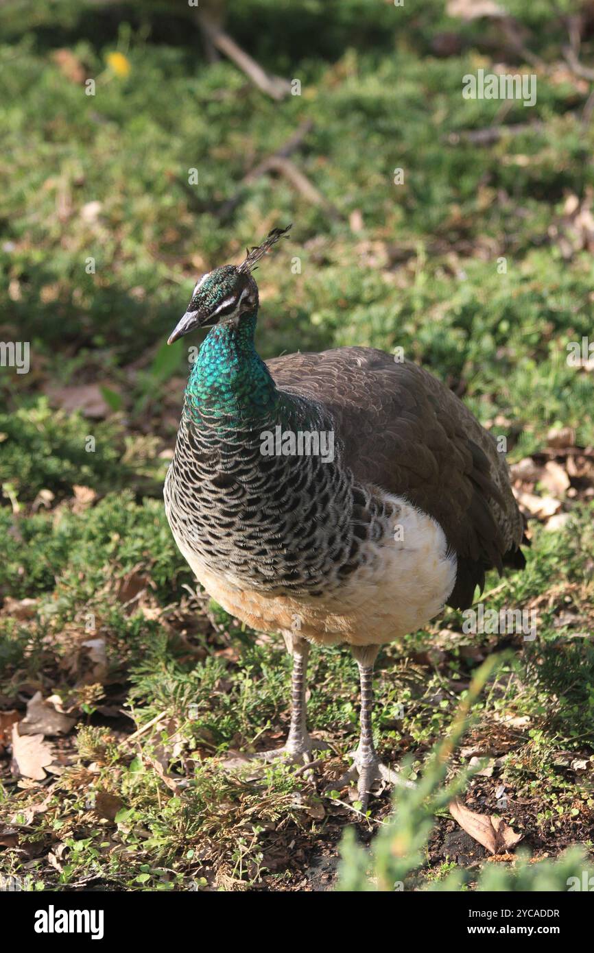 bel grande e giovane pavone al sole Foto Stock