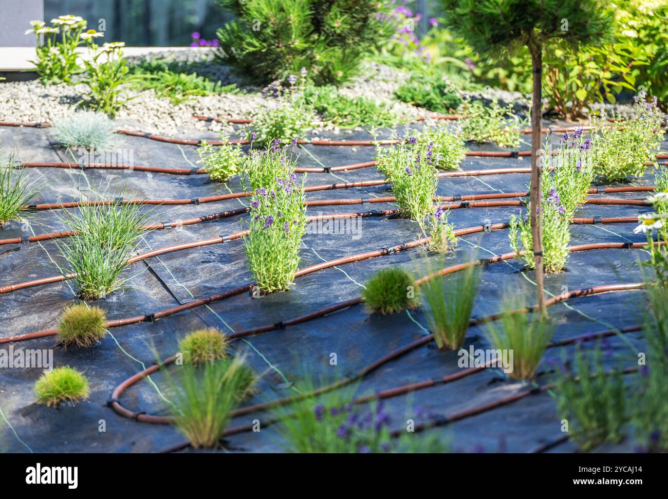 Un giardino accuratamente progettato presenta varie piante supportate da un efficiente sistema di irrigazione a goccia, che favorisce la conservazione dell'acqua e una crescita sana. Foto Stock Un giardino accuratamente progettato presenta varie piante supportate da un efficiente sistema di irrigazione a goccia, che favorisce la conservazione dell'acqua e una crescita sana. Foto Stock