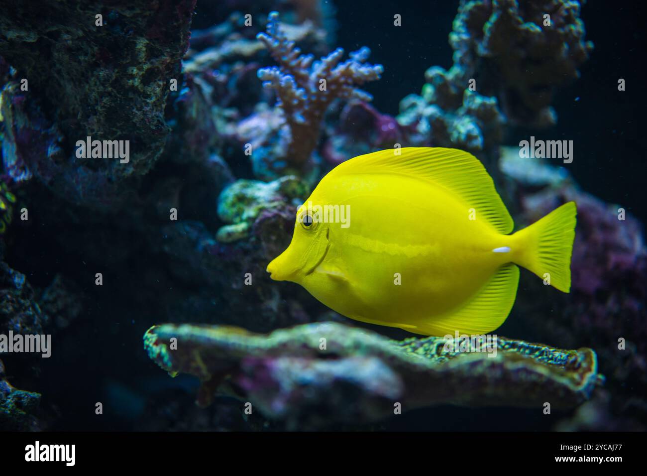 Un pesce giallo brillante si muove con grazia attraverso colorate formazioni coralline in un habitat sottomarino, mostrando la bellezza della vita marina. Foto Stock