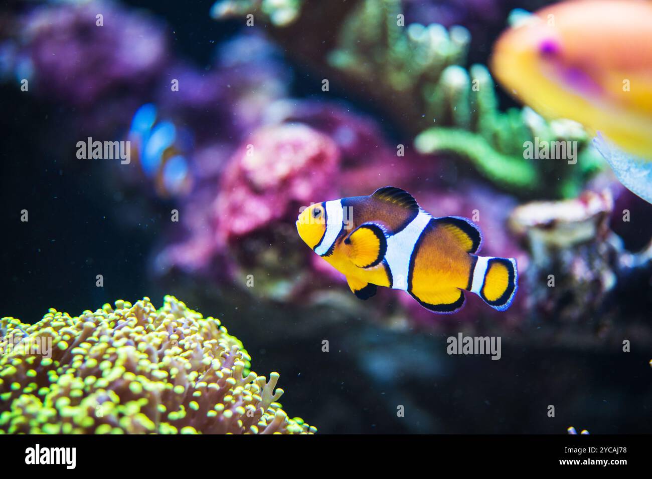 Un vivace pesce pagliaccio arancione naviga attraverso una vibrante barriera corallina, circondata da colorata vita marina in acque cristalline. Foto Stock