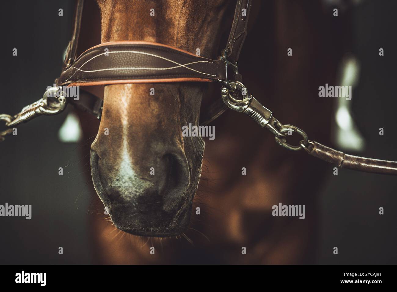 Un cavallo si erge tranquillamente in una stalla poco illuminata, il suo naso ben visibile, adornato con un brillo, che suggerisce un giro o una sessione di allenamento imminenti. Foto Stock