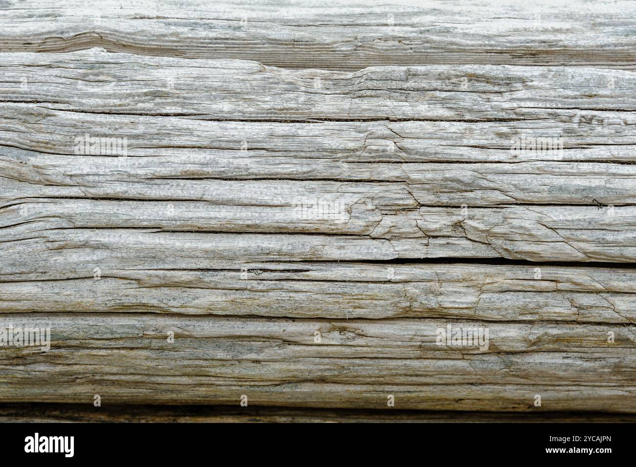 Immagine ravvicinata di una superficie di legno intemprata. Il legno ha un colore grigio chiaro con molte crepe e motivi di grana visibili. Foto Stock