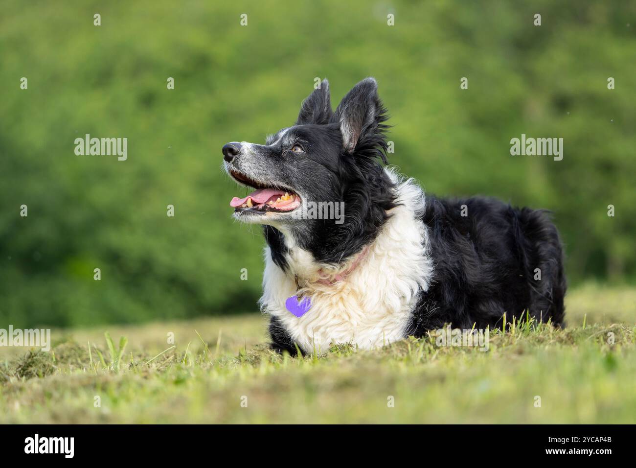 Vista frontale di un cane Border Collie sdraiato isolato su un campo d'erba con le orecchie sollevate in attenzione. Foto Stock