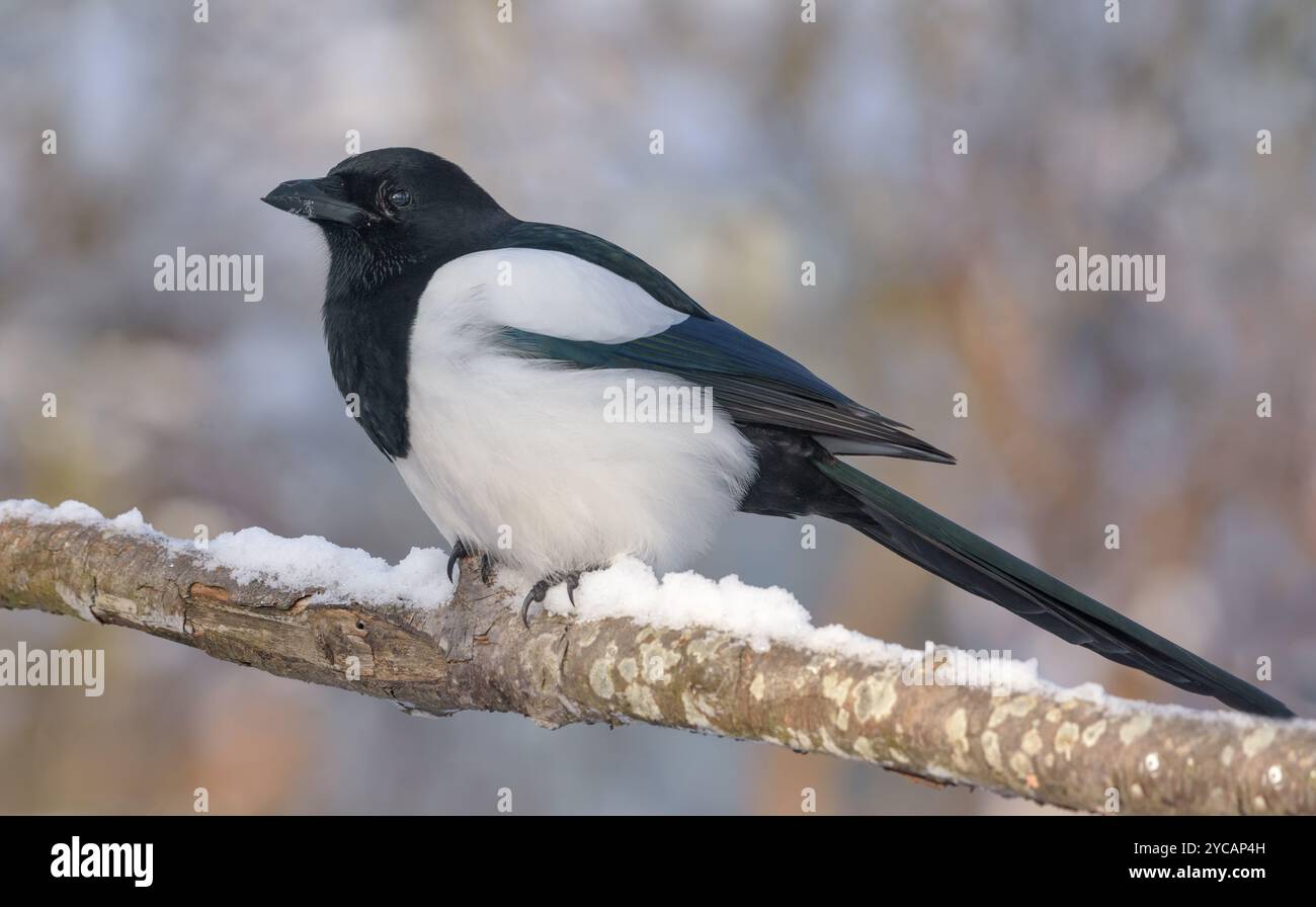 Magpie eurasiatiche (Pica pica) arroccate nel ramo coperto di neve in inverno freddo Foto Stock