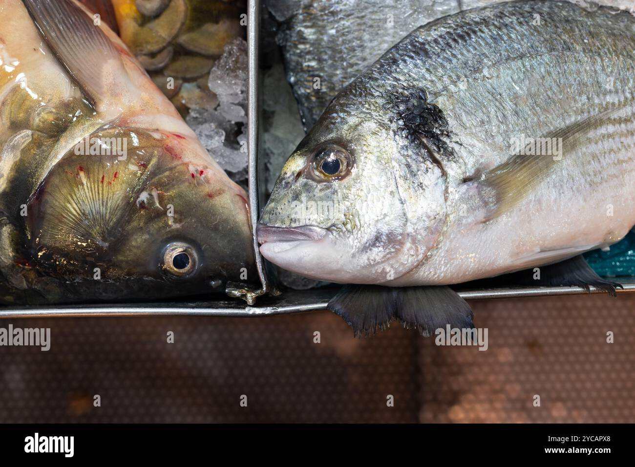 Il pesce intero congelato si trova in bidoni di ghiaccio rasati e viene offerto in vendita al Machane Yehuda, il tradizionale mercato alimentare all'aperto di Gerusalemme. Foto Stock