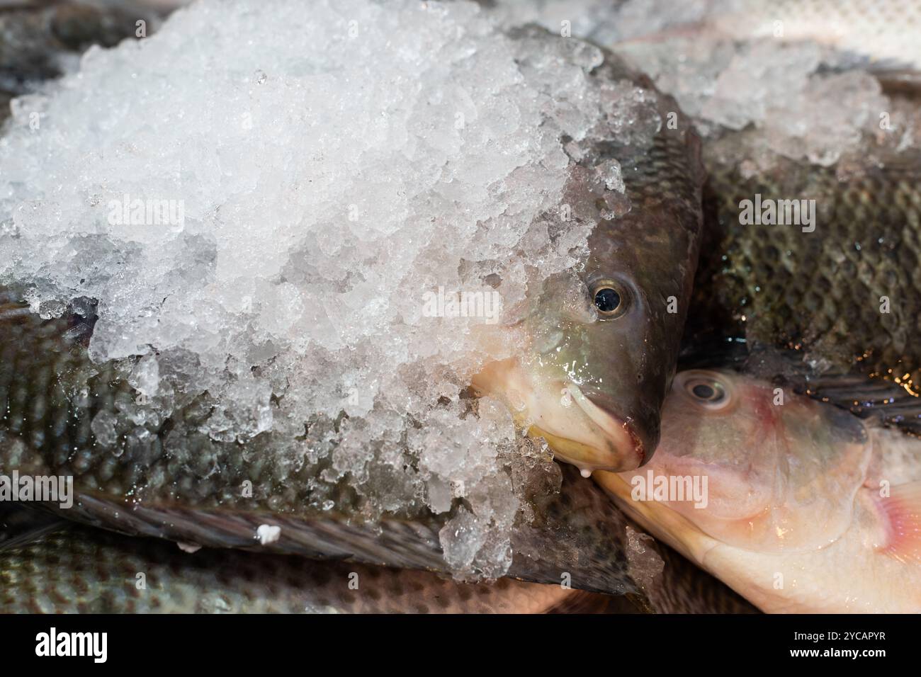 Il pesce intero congelato si trova in bidoni di ghiaccio rasati e viene offerto in vendita al Machane Yehuda, il tradizionale mercato alimentare all'aperto di Gerusalemme. Foto Stock