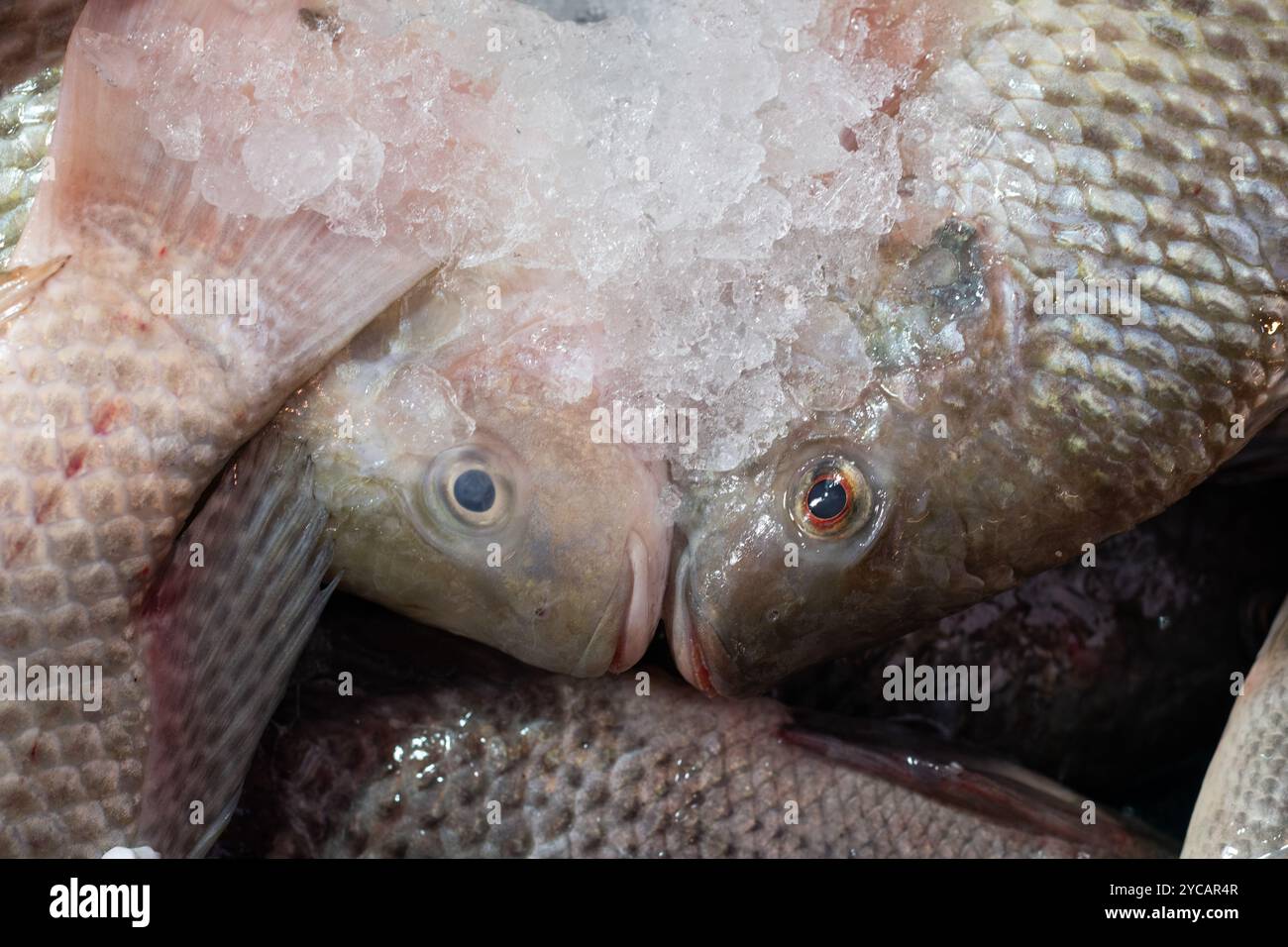 Il pesce intero congelato si trova in bidoni di ghiaccio rasati e viene offerto in vendita al Machane Yehuda, il tradizionale mercato alimentare all'aperto di Gerusalemme. Foto Stock