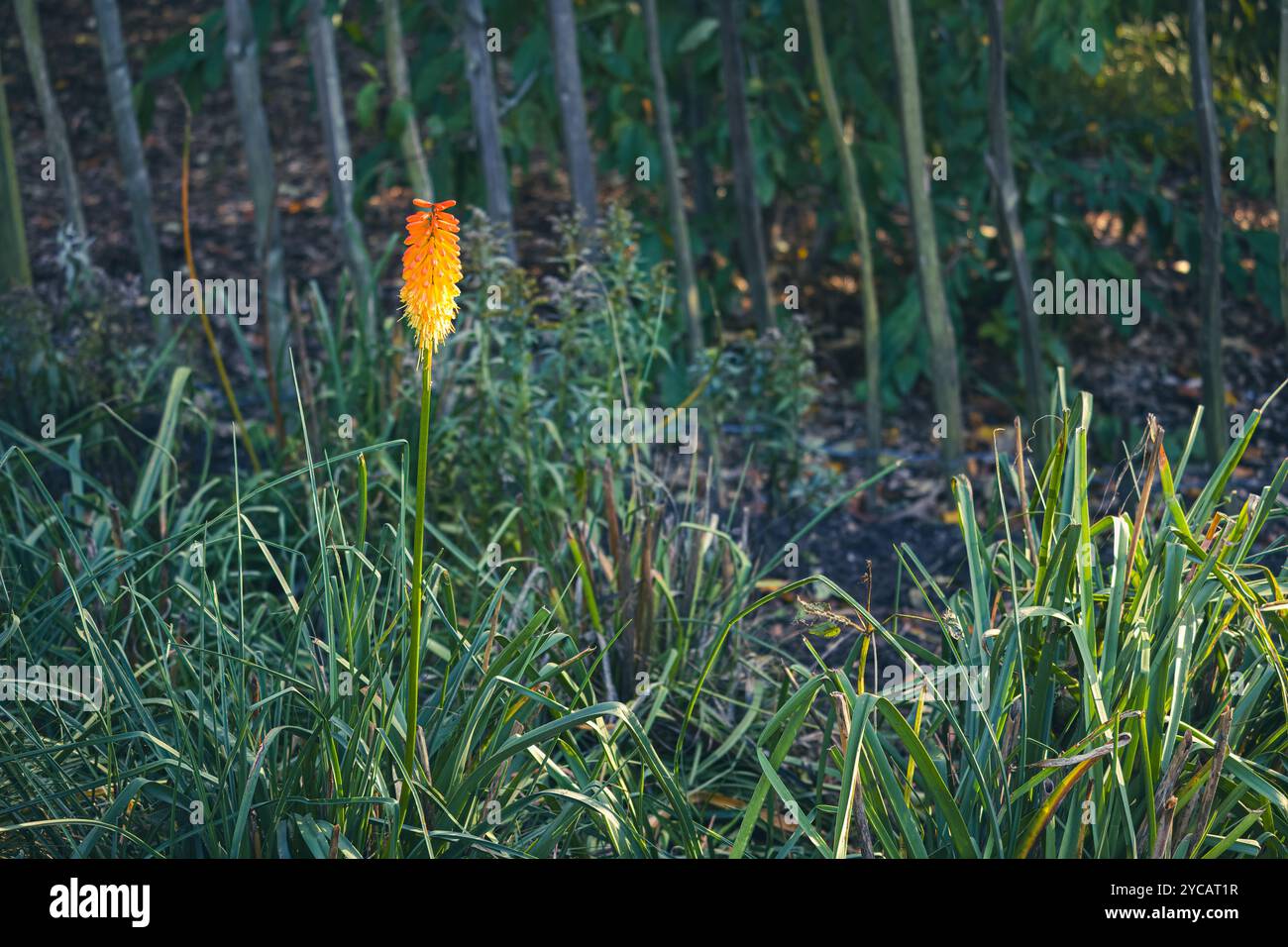 Un vibrante fiore rosso-caldo da poker, o Kniphofia, si erge alto tra lussureggianti foglie verdi in un giardino illuminato dal sole con una fioritura arancione e gialla ardente Foto Stock
