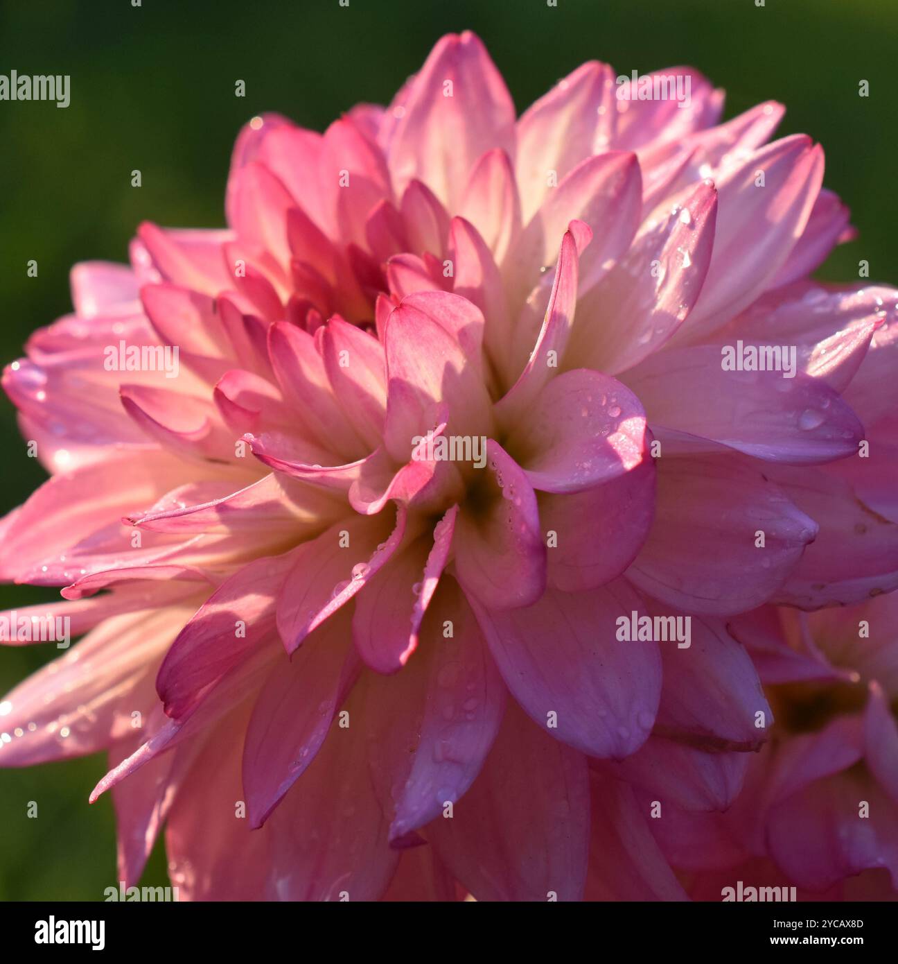 Primo piano sul fiore di dahlia columbine di colore rosa Foto Stock