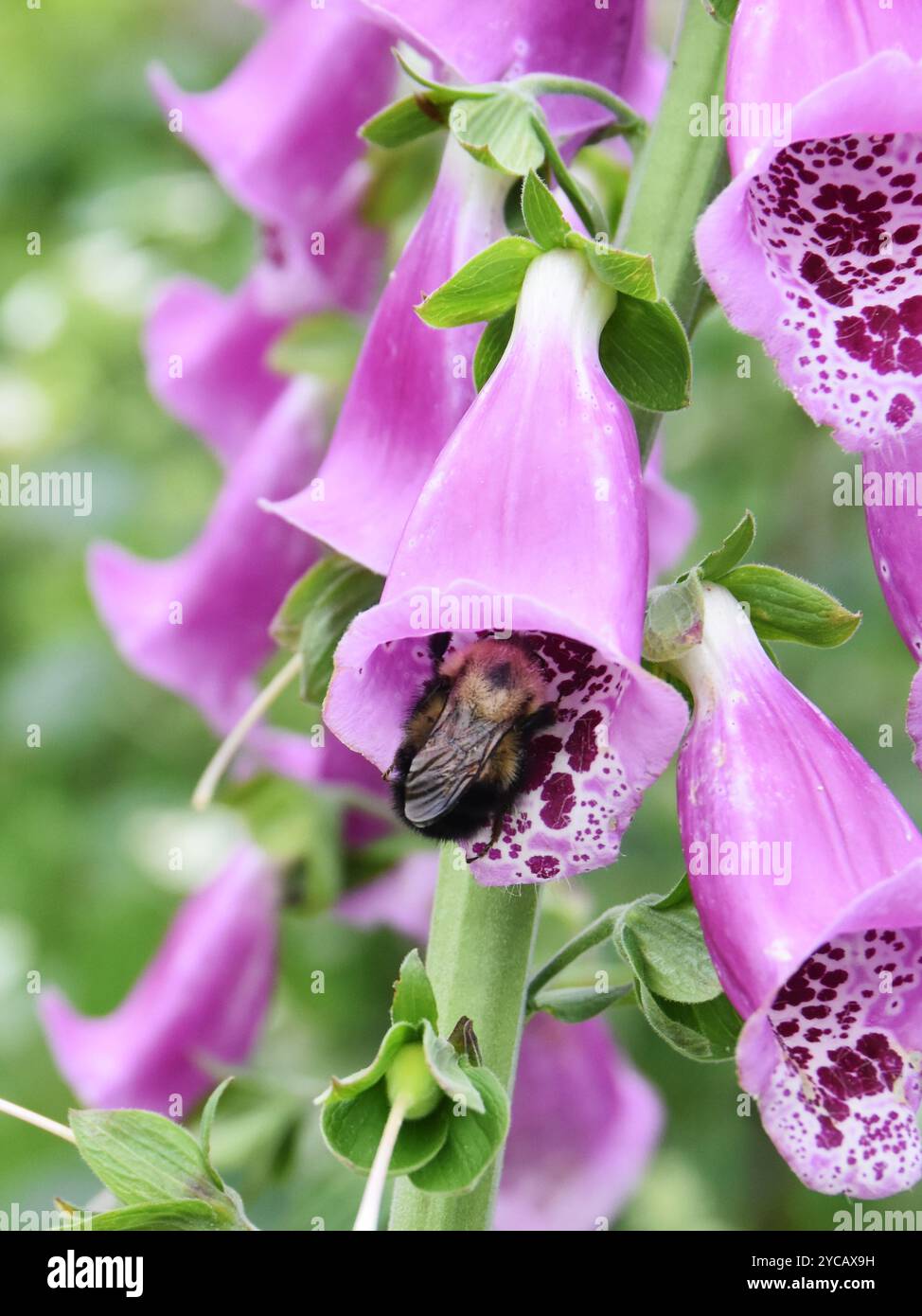 Un bumblebee alla ricerca di polline all'interno di un fiore rosa di foxglove Foto Stock