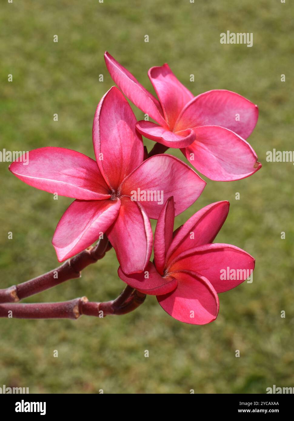 Rosa frangipani Plumeria rubra fiori su sfondo verde Foto Stock