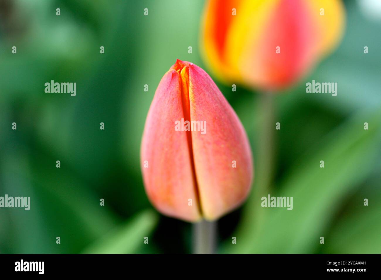 Primo piano di tulipani rossi e gialli in un campo di tulipani Foto Stock